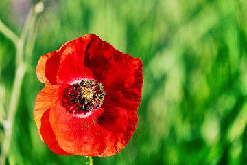 Close-up of red poppy flowers (Papaver rhoeas)