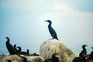 Great cormorant sits at the top on a huge boulder on the shore against the background of the...