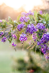 lavender flowers in sun