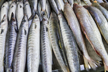 Bandar Abbas, Iran. Fish market. The fish of the Persian Gulf and the Arabian Sea are caught and sold