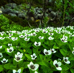 Flora of northern Scandinavia. The strict carved petal beauty of the Dwarf cornel (Cornus suecia)....