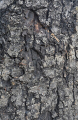 Bark of a tree nature texture close up for background wood work.