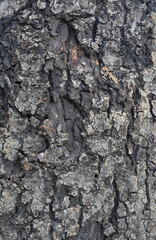 Naklejka premium Bark of a tree nature texture close up for background wood work.