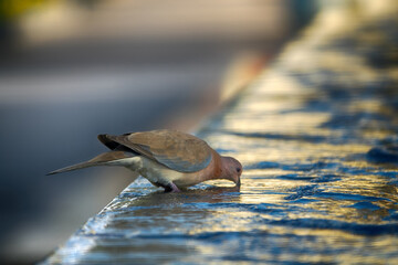 Senegal turtle dove (Streptopelia senegalensis) in Abu Dhabi. Watering hole from the city fountain