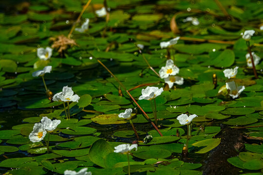 Limnodium. Lowland swamp. Specific water plants, helophytes, macrophytes. Frog's-bit (Hydrocharis morsus-ranae), male flower of dicotyledonous plant. Swamp, but this plant is indicator of clean water