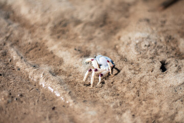Crab at beach in sand