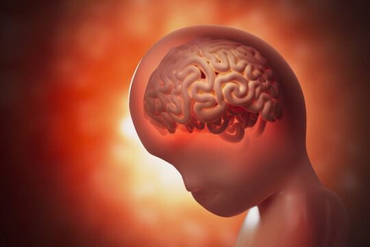 Brain development of unborn baby (fetus). 3D rendered illustration.