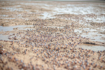 Crabs at Beach