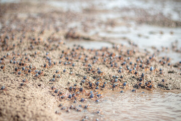 Crabs on Sand