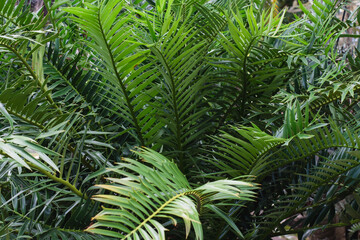 decorative cycads make up the garden, showing their bright, beautiful green color.