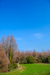 メタセコイア並木と森に生える植物