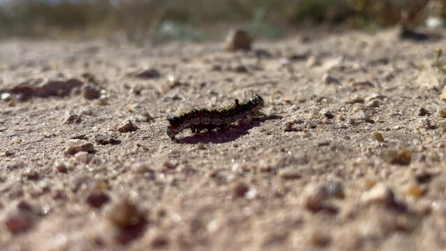 caterpillar with tubercles and hairs on its hump crawls quickly along dirt road among small pebbles