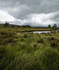 Obraz premium Tranquil pond nestled amidst lush green grass