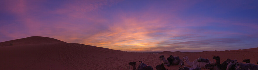 Fototapeta na wymiar Group of camels resting in the vast desert landscape at sunset