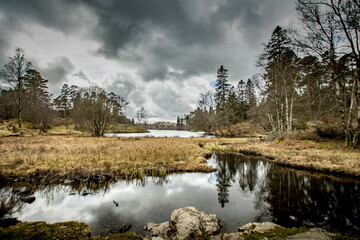 Pond surrounded by trees against the backdrop of a cloudy sky