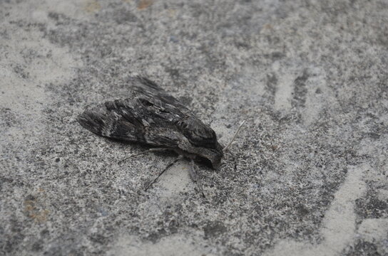 Sphinx du liseron (Agrius convolvuli)