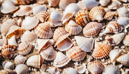 Seashells on a sandy beach macro close-up