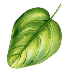 Basil green leaf, Realistic plant isolated white background watercolor botanical illustration hand drawing spring Leaf