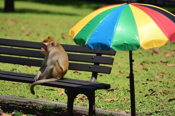 monkey on park bench next to rasta colored umbrella