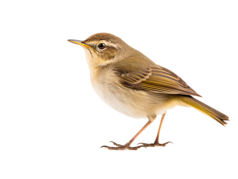 a bird standing on a white background