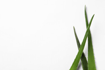 Green aloe vera leaves on white background, top view. Space for text