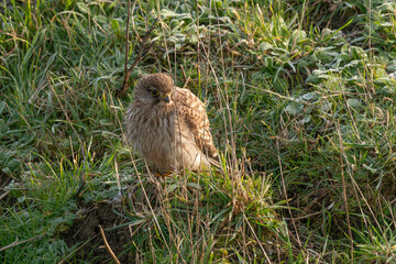 animal, Common Kestrel, Falco tinnunculus, Falconidés, Faucon, Faucon crécerelle, faune, nature, oiseau, predateur, prédateur, rapace