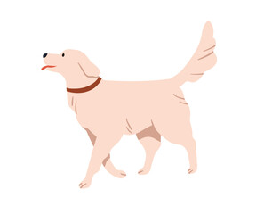Cute dog walking. Happy canine animal strolling. Doggy of Golden Retriever breed, purebred puppy pet in collar going with tail up. Flat vector illustration isolated on white background