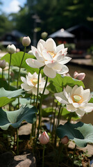 White lotus flowers stand tall above the water, some in full bloom and others budding, with a blurred background of greenery and a traditional structure