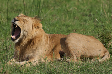 yawning young male lion in the green grass of Maasai Mara NP