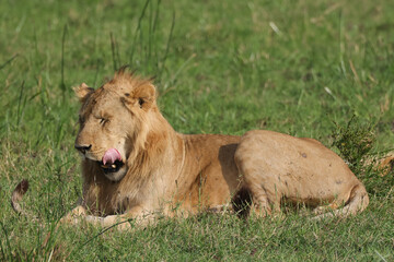 yawning young male lion in the green grass of Maasai Mara NP