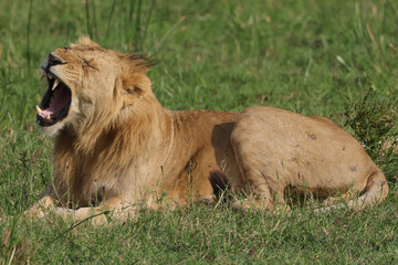 yawning young male lion in the green grass of Maasai Mara NP