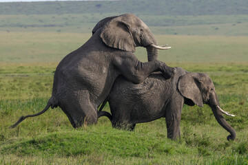 two mating african elephants in the savannah of Maasai Mara NP