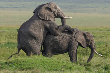 Naklejka na ściany i meble two mating african elephants in the savannah of Maasai Mara NP
