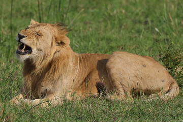 yawning young male lion in the green grass of Maasai Mara NP