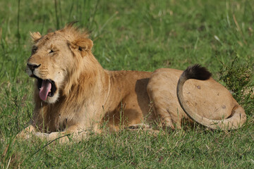 yawning young male lion in the green grass of Maasai Mara NP