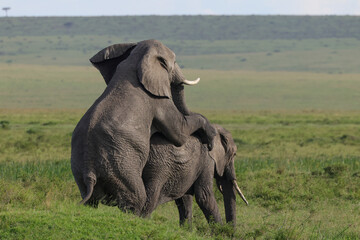 two mating african elephants in the savannah of Maasai Mara NP