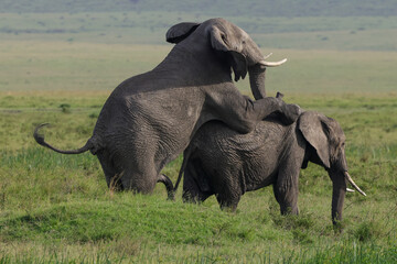 two mating african elephants in the savannah of Maasai Mara NP