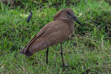 brown hamerkop bird in Maasai Mara NP
