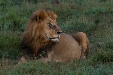 a big male lion lies in the dew-covered grass in Maasai Mara NP
