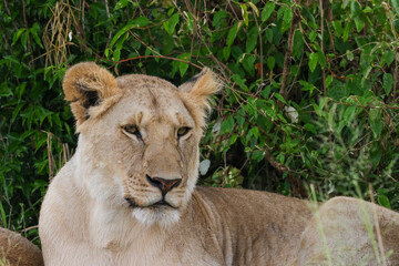 Naklejka na ściany i meble lioness in the Maasai Mara NP