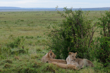 relaxing lion pride behind a bush in Maasai Mara NP