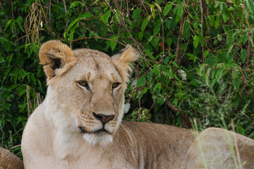 lioness in the Maasai Mara NP