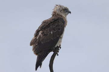 young martial ealge sits on the top of a dead tree trunk in Maasai Mara NP