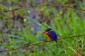 a female kingfisher sits on a twig in Maasai Mara nationalpark