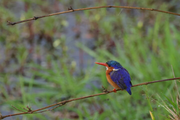 a female kingfisher sits on a twig in Maasai Mara nationalpark