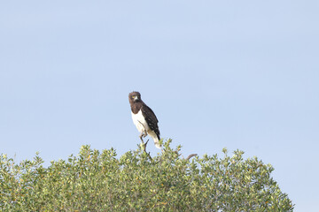 martial eagle on the top of a tree in Maasai Mara NP