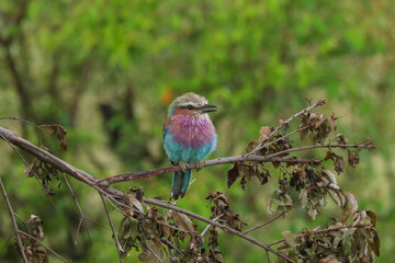 a lilac breasted roller sits on a twig with green forest background