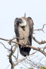 a cape vulture on a branch of a dead tree