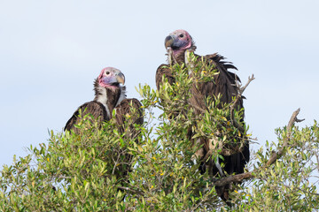 two lappet-faced vultures on the top of a tree in Maasai Mara NP © Marcel