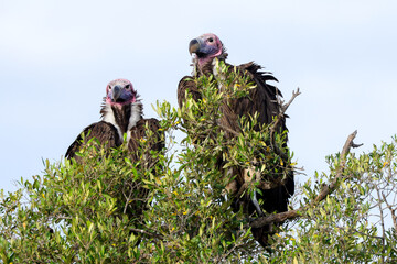 two lappet-faced vultures on the top of a tree in Maasai Mara NP © Marcel